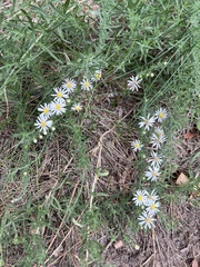 Symphyotrichum falcatum