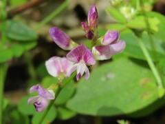 Lespedeza repens