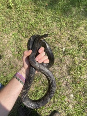Pantherophis spiloides