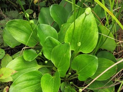 Parnassia grandifolia