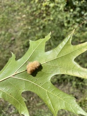 Callirhytis infuscata