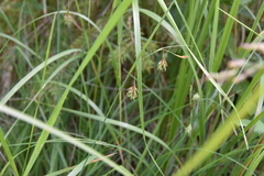 Carex magellanica