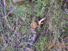 Cortinarius abnormis
