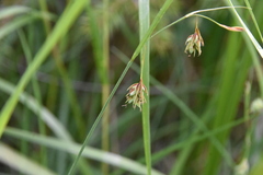 Carex magellanica