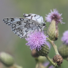 Melanargia russiae