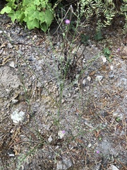 Stephanomeria virgata