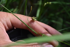 Carex magellanica