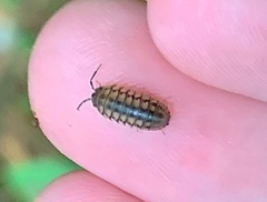 Armadillidium nasatum