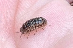 Armadillidium nasatum