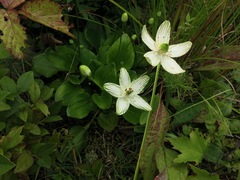 Parnassia grandifolia