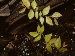 Ulmus crassifolia