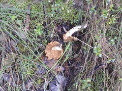 Cortinarius abnormis
