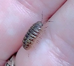 Armadillidium nasatum