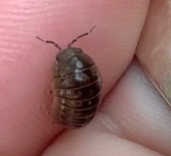 Armadillidium nasatum