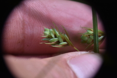 Carex magellanica