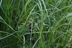 Deschampsia