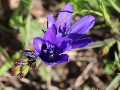 Babiana angustifolia