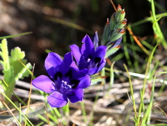 Babiana angustifolia