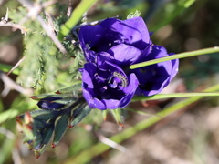 Babiana angustifolia