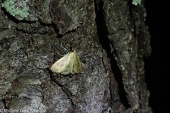 Crocidophora tuberculalis