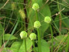 Parnassia grandifolia