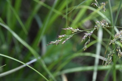 Deschampsia