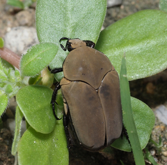Hologymnetis cinerea