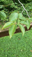 Aesculus pavia