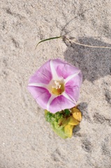 Calystegia soldanella