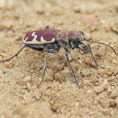 Cicindela formosa