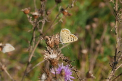 Lycaena tityrus