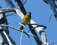Geothlypis tolmiei