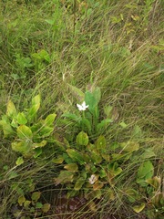 Parnassia grandifolia