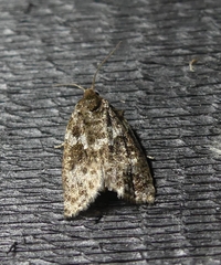 Choristoneura fumiferana