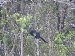 Crotophaga sulcirostris