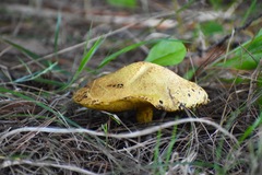 Suillus americanus
