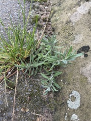 Lavandula angustifolia