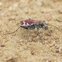 Cicindela formosa