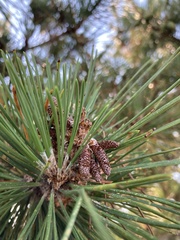 Pinus thunbergii
