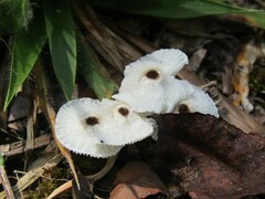 Leucocoprinus brebissonii