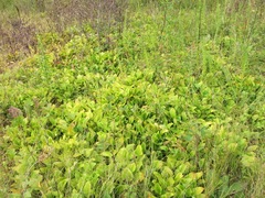 Parnassia grandifolia