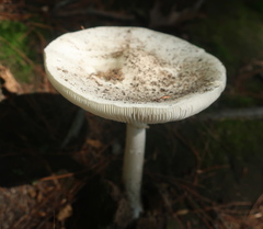 Amanita lavendula