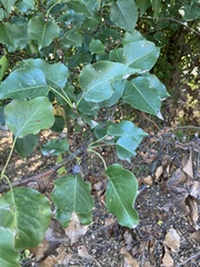 Pyrus