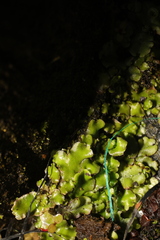 Marchantia polymorpha ruderalis