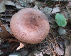 Lactarius vinaceorufescens