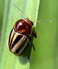 Cryptocephalus