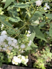 Schizomyia eupatoriflorae