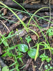 Malaxis spicata