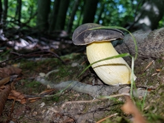 Retiboletus
