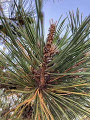 Pinus thunbergii